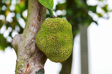 国内一人独自开发！美少女银河城新作首曝